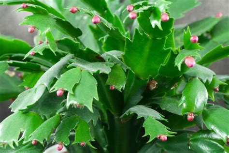 How to Get Your Christmas Cactus to Bloom!