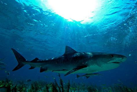 Nurse Shark Facts | Nurse Shark Diet & Habitat