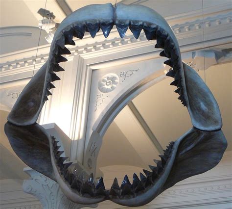 17 Best images about MEGALODON STILL EXIST! on Pinterest | Discovery channel, Sharks and Be real