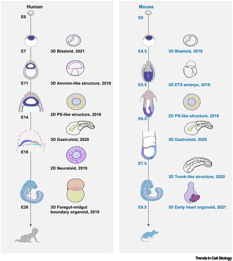 Human Embryo Development Stages