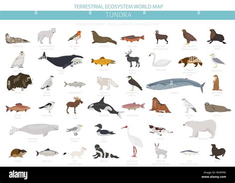 Tundra Biome Animals