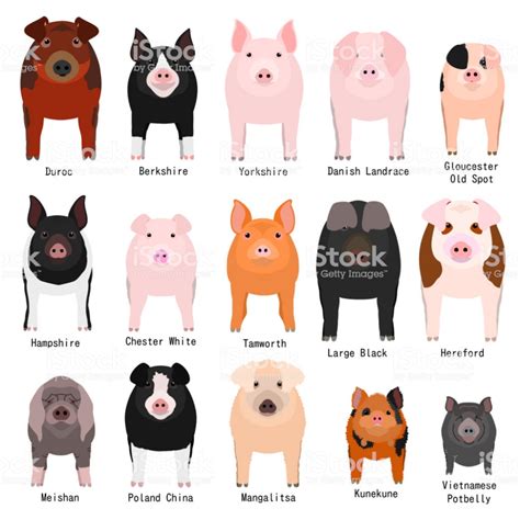 What Are the Names of the Pigs in Animal Farm