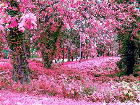 🔥 [40+] Spring Flower Gardens Wallpapers | WallpaperSafari