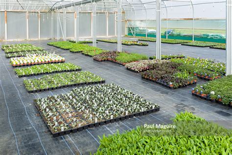 Stock photo - Plants growing inside nursery greenhouse - Paul Maguire