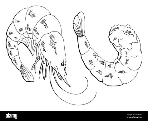 Shrimp graphic black white isolated sketch illustration vector Stock Vector Image & Art - Alamy