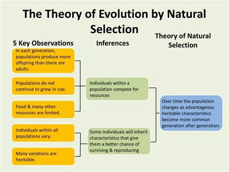 PPT - The Theory of Evolution by Natural Selection PowerPoint Presentation - ID:2607155