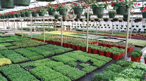 Tips on Holding Plants in the Greenhouse During COVID-19 - Greenhouse Grower