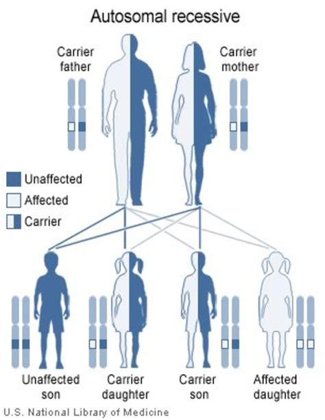 Heterozygous Example