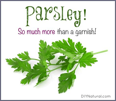 Parsley Benefits: It's Not Just For Garnish Anymore!