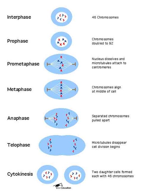 mitosis cell division diagrams : Biological Science Picture Directory – Pulpbits.net