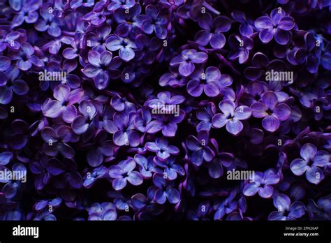 Beautiful purple background from lilac flowers close-up. Spring flowers of lilac. Dark photo ...