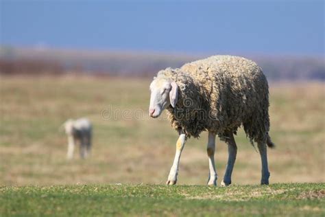 Funny Face Sheep on the Pasture Stock Image - Image of sweet, face: 142687237