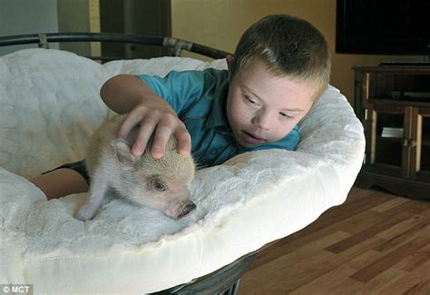 Twinkle the therapy pig of boy with Down syndrome at center of local law dispute that threatens ...