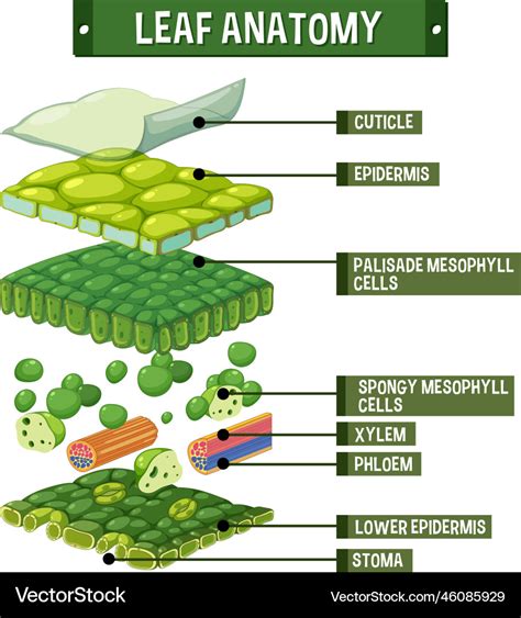 Internal structure of leaf diagram Royalty Free Vector Image