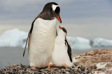 Antarctic - Animals and Biomes