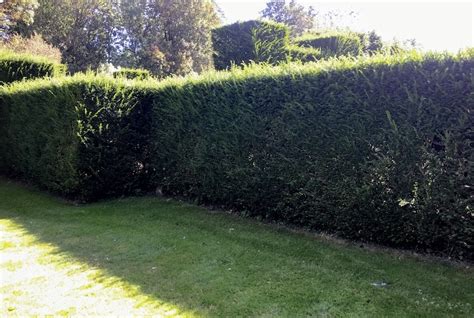 How to prune box and yew | Thompson & Morgan