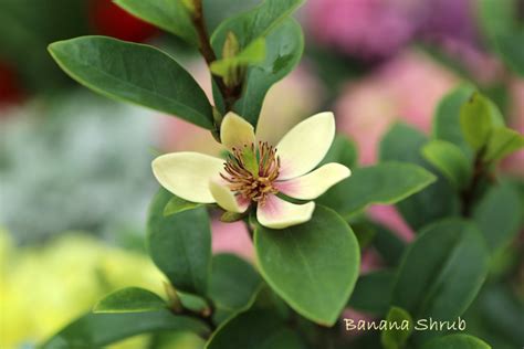 Banana Shrub Care – Michelia figo aka Magnolia figo – Nature's Gateway