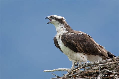 Osprey vs Eagle – How To Tell Them Apart