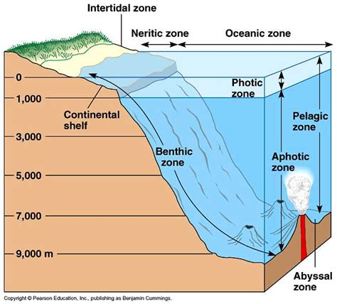 The Different Layers of the Ocean: A Visual Diagram