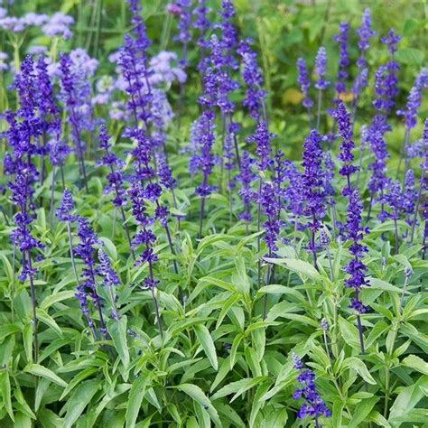 Blue Salvia Live Plant in a 4 inch Pot Beautiful Flowering | Etsy in 2021 | Plants, Salvia ...