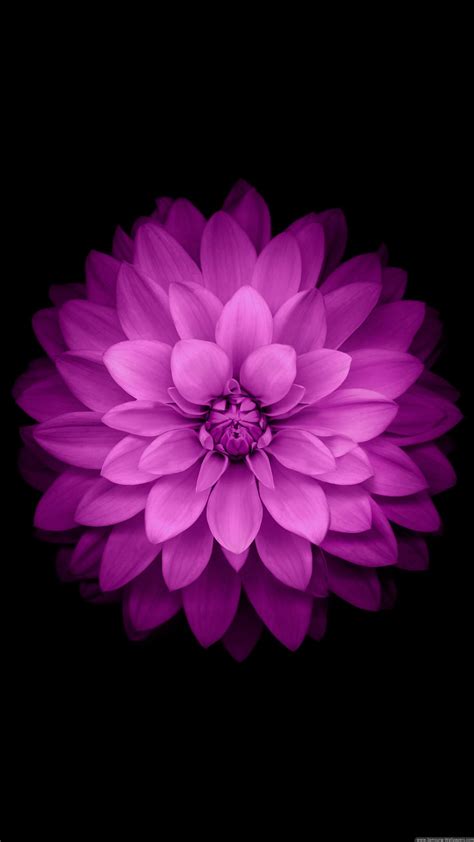 750x1334 resolution | pink petaled flower, purple flower, black background HD wallpaper ...