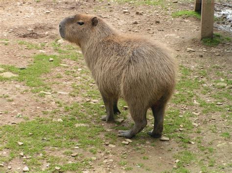 Beautiful Wallpapers for Desktop: Capybara HD Wallpapers