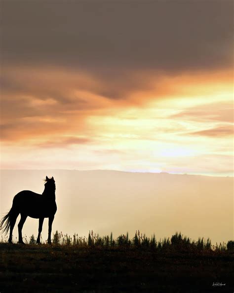 Wild Horse Sunset Photograph by Leland D Howard - Fine Art America