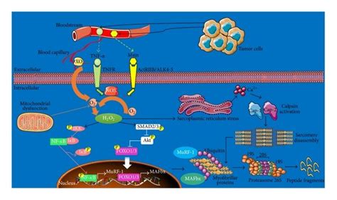 Role of ROS as a second messenger in the activation of proteolysis... | Download Scientific Diagram