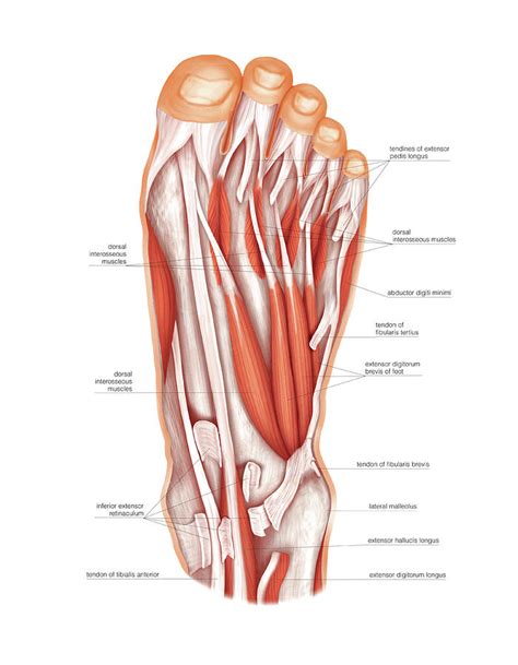 Muscles Of The Foot Photograph by Asklepios Medical Atlas - Pixels