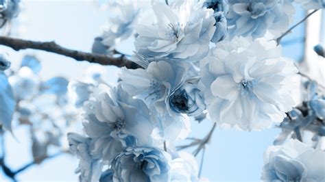 Blue Flower Wallpaper (60+ pictures)