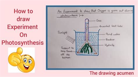 How to draw Experiment on Photosynthesis step by step for beginners in a very easy way!!! - YouTube