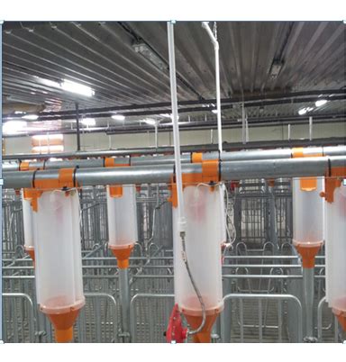 Customized poultry chain feeding system auto feeding for pig farm