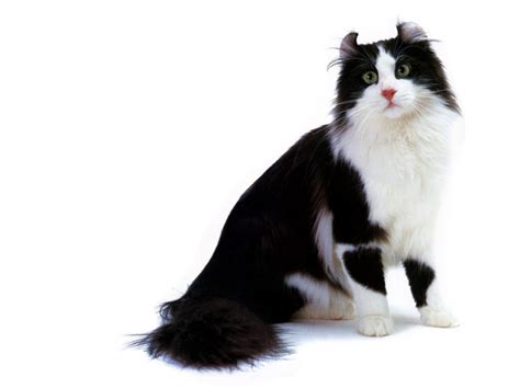 [JLM scans - Cat Breed] American Curl Black and White; DISPLAY FULL IMAGE.