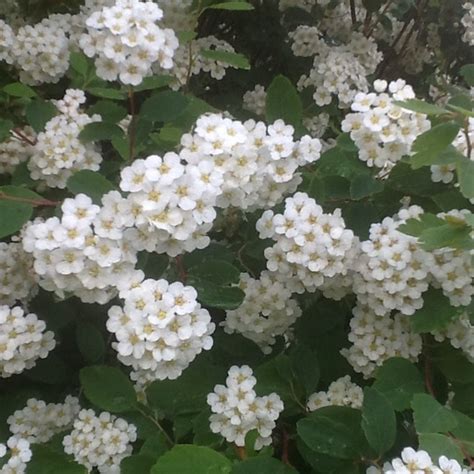 Spirea 'Bridal wreath' : Grows on You