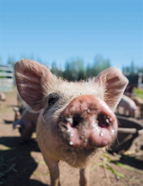 Snout to Table | Edible Alaska