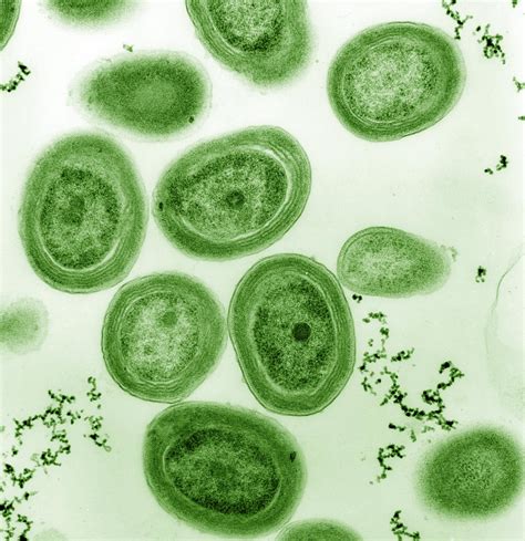 Cyanobacteria under the microscope | The Planetary Society