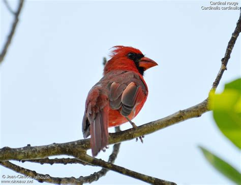 Northern Cardinal - Pictures, page 1