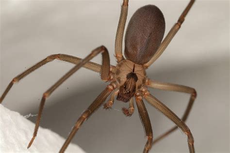 Chilean Recluse Spider - A-Z Animals