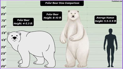 Full Grown Polar Bear Weight And Height - Zara Anderea