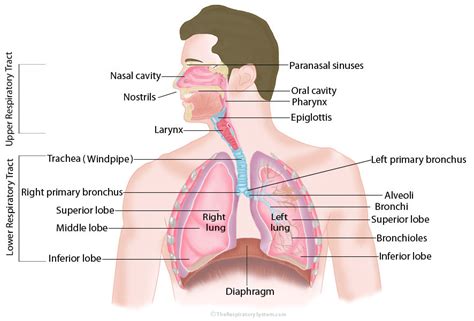 Diagram Of The Respiratory System And Functions