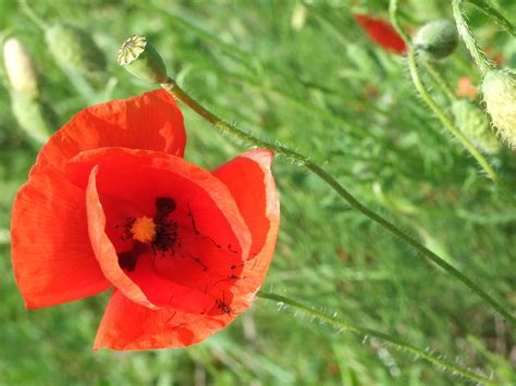 poppy and daisy, photo file, #1356332 - FreeImages.com