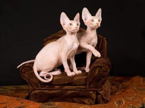 How to Care for a Hairless Cat: Tips and Recommendations - My Animals