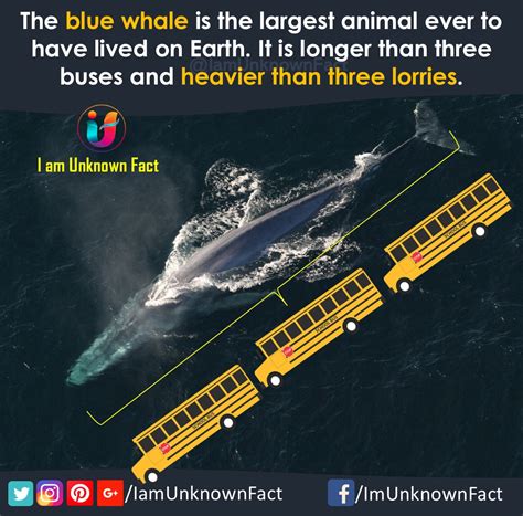 These 9 amazing Blue Whale facts will leave you speechless