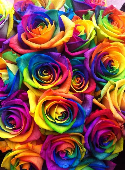 Rainbow Roses Wallpaper