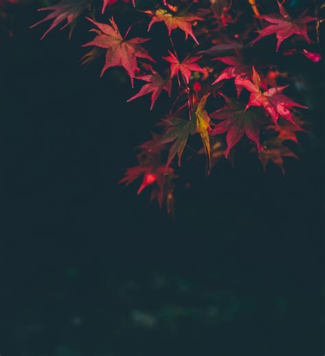 HD Autumn Night Wallpapers - Wallpaper Cave