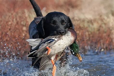 13 Best Hunting Dogs For Your Next Adventure | Kempoo.com