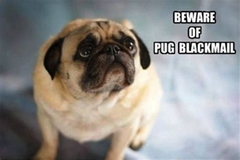 101 Lovable Pug Memes That Are Too Puggin' Cute