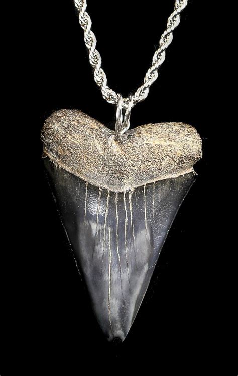 2.35" Fossil Mako Shark Tooth Necklace For Sale (#36574) - FossilEra.com