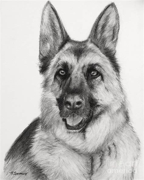 German Shepherd Drawings