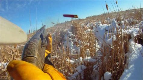 Late Season South Dakota Pheasant Hunting | South dakota pheasant hunting, Pheasant hunting, Hunting